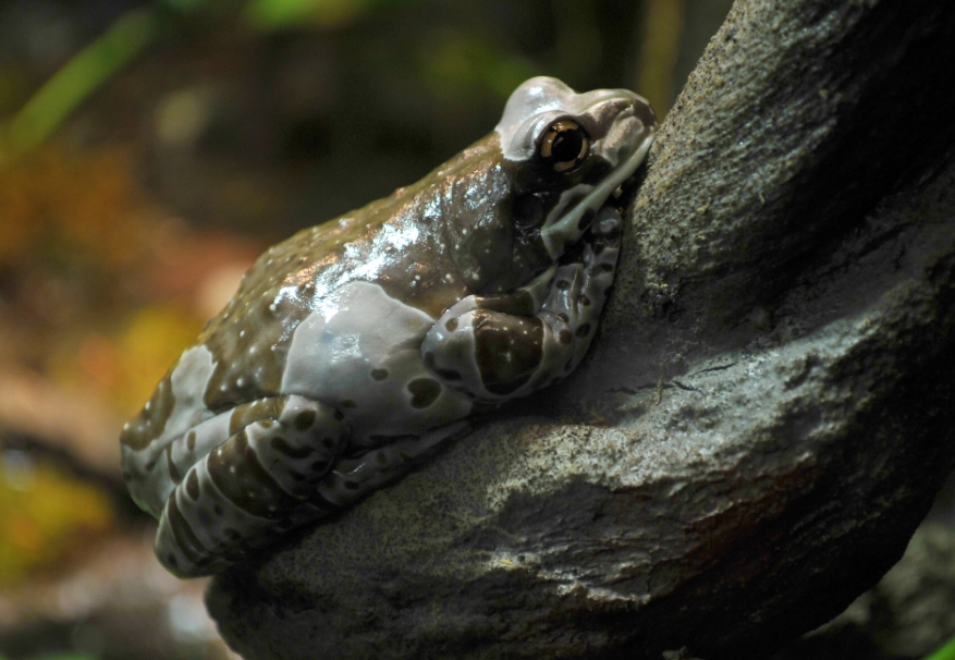 Trachycephalus resinifictrix