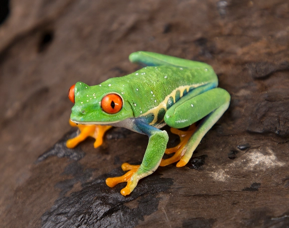 red eyed tree frog care