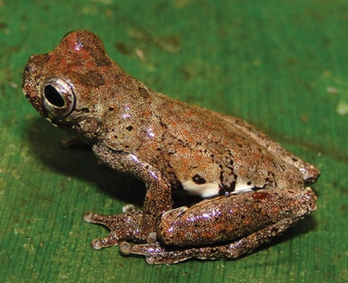 tree frog species