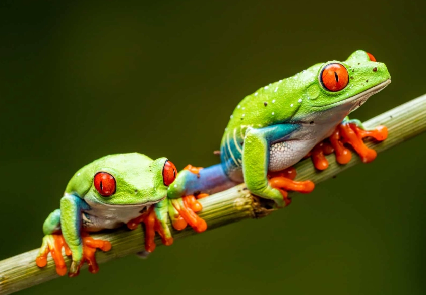 amazon tree frog care