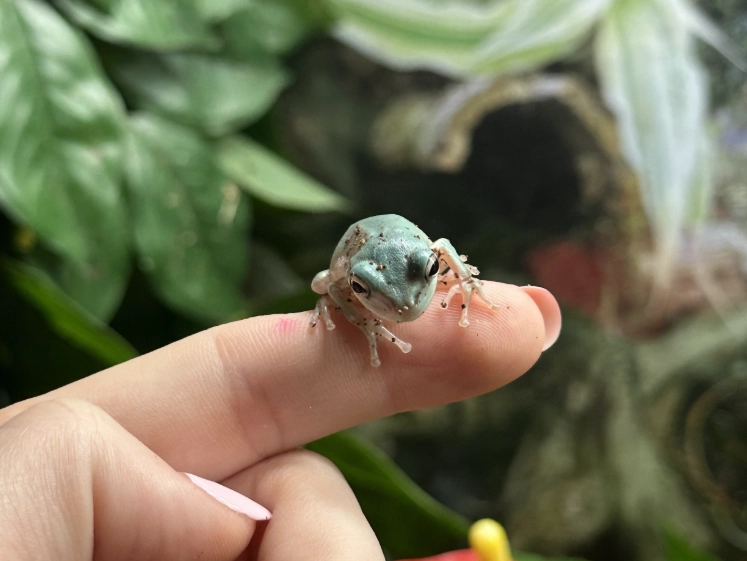 snowflake whites tree frog care