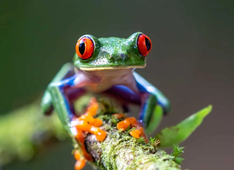 red tree frog care
