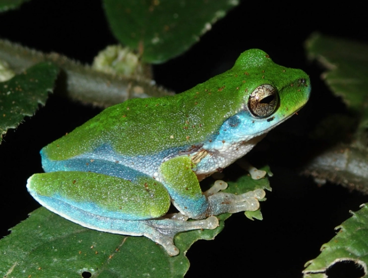 blue whites tree frog care blue whites tree frog care