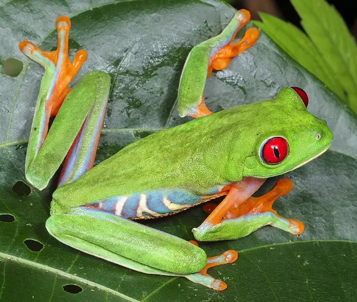 red eyed tree frog facts