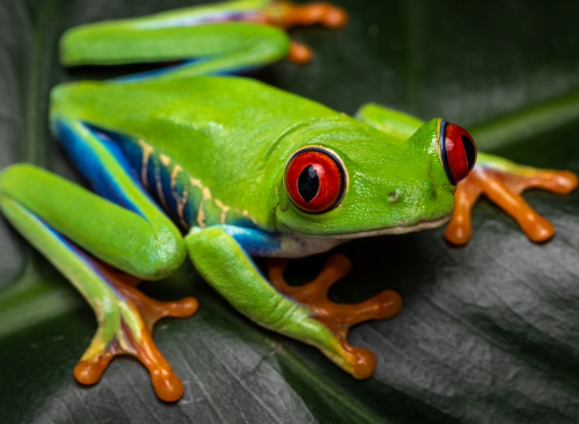 keeping red tree frogs