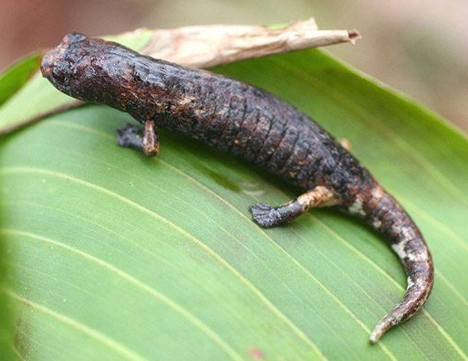 Spanish ribbed axolotl for sale