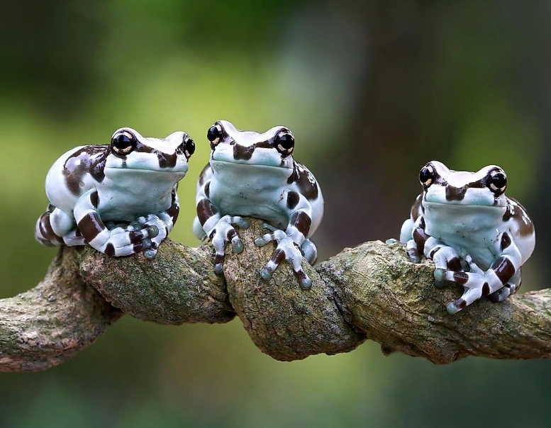 milk tree frog care