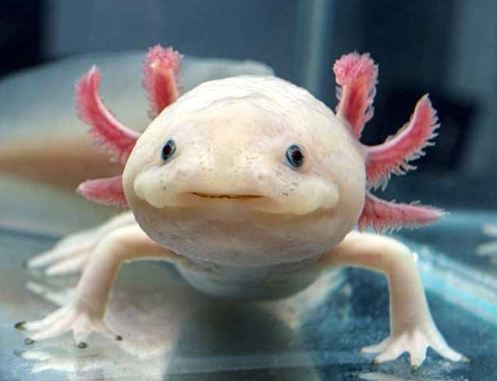 axolotl pet axolotl pet