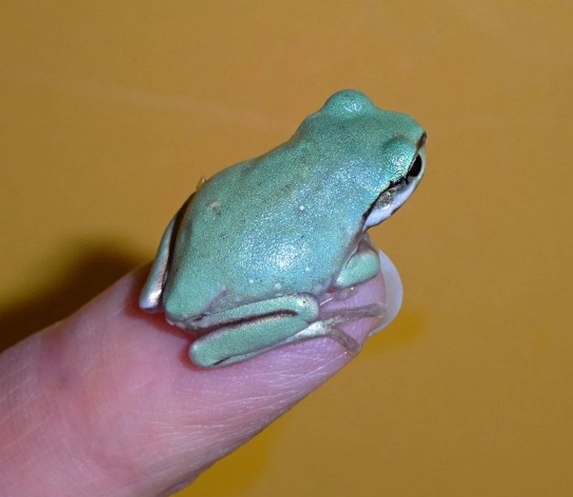 dumpy frog habitat setup dumpy frog habitat setup