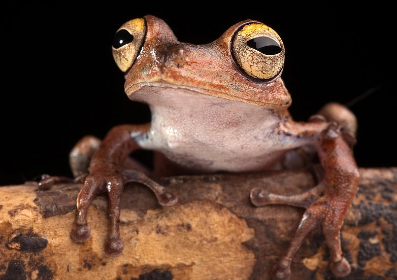 amazon tree frog care