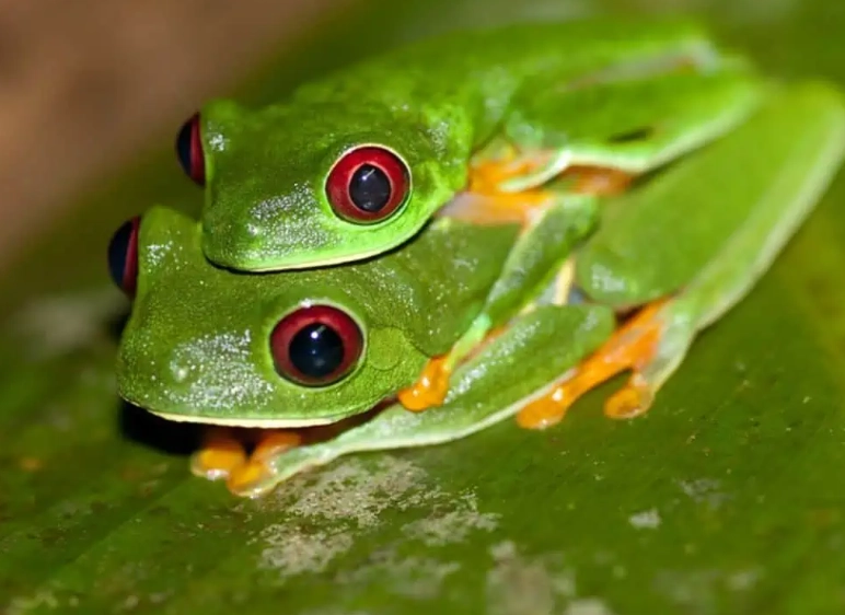 red-eyed tree frog habitat