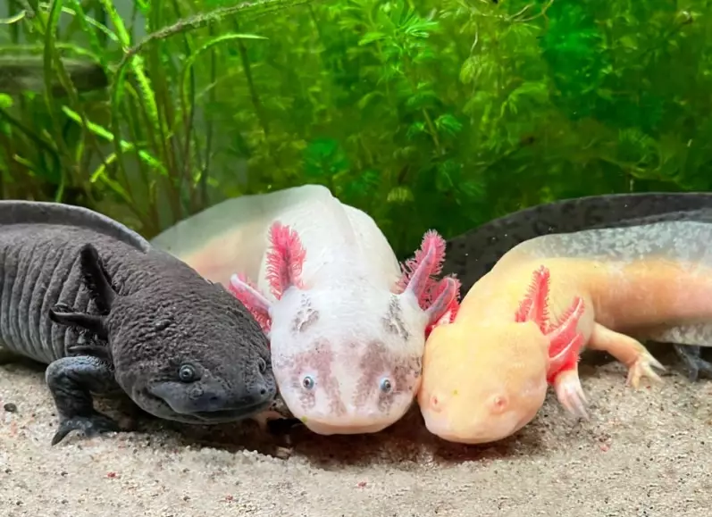 axolotl tank setup