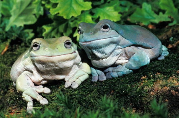 blue whites tree frog care blue whites tree frog care