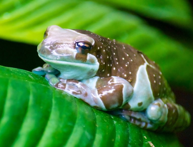 amazon tree frog care