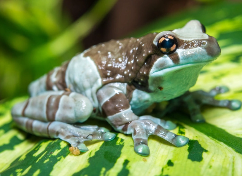 milk tree frog habitat
