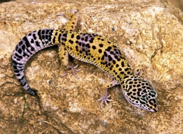 fat tail gecko