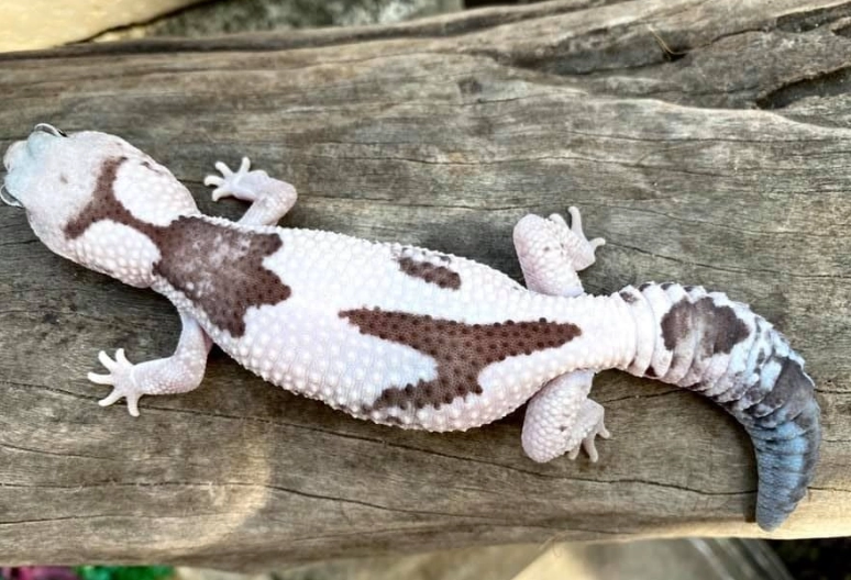 fat-tailed gecko growth