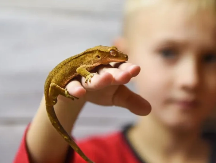 crested gecko care crested gecko care