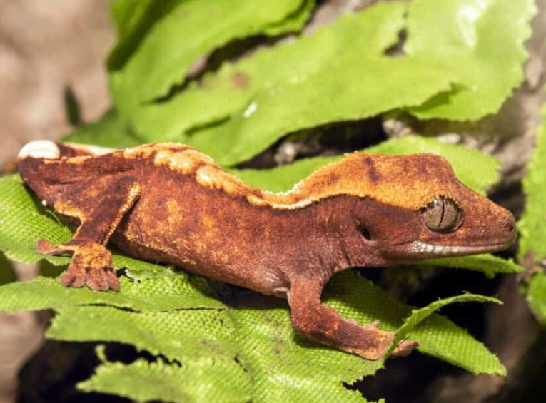 crested gecko full grown