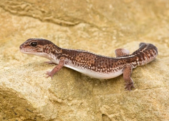 african fat tailed gecko lifespan