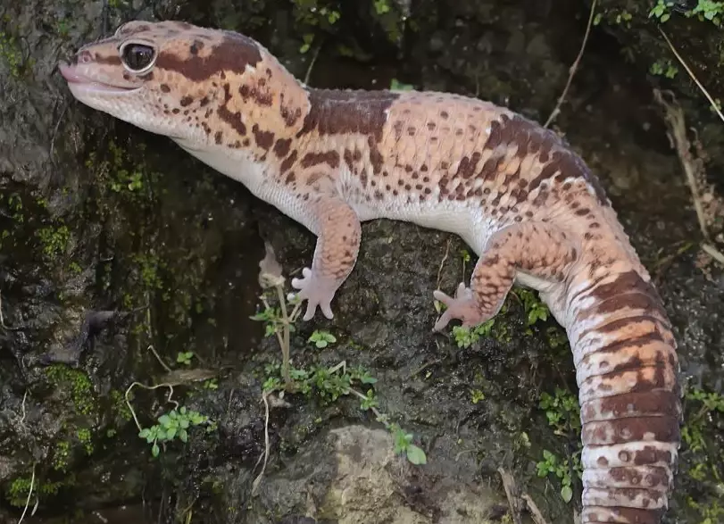 fat tail gecko