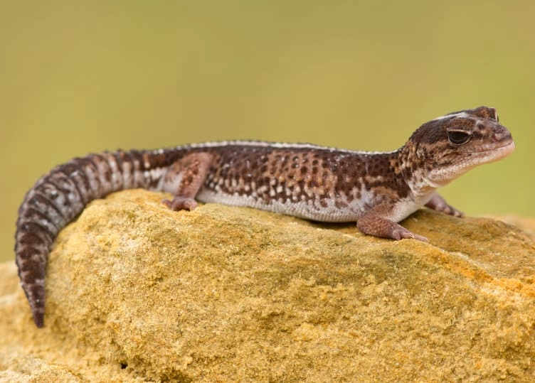 African fat-tailed gecko size