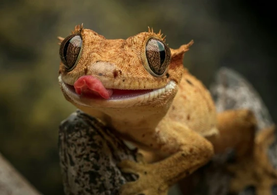 crested gecko lifespan crested gecko lifespan