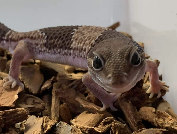 fat-tailed gecko temperament