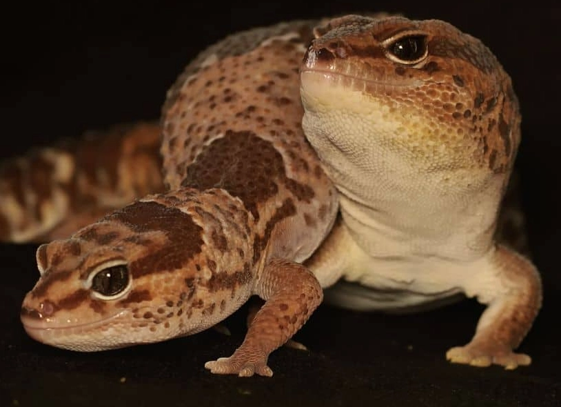 African fat-tailed gecko care African fat-tailed gecko care