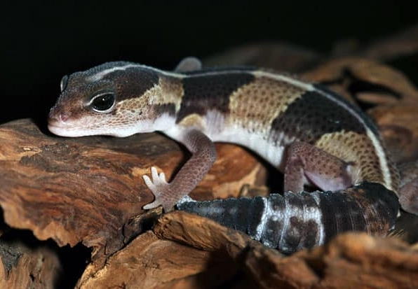 african fat-tailed gecko care