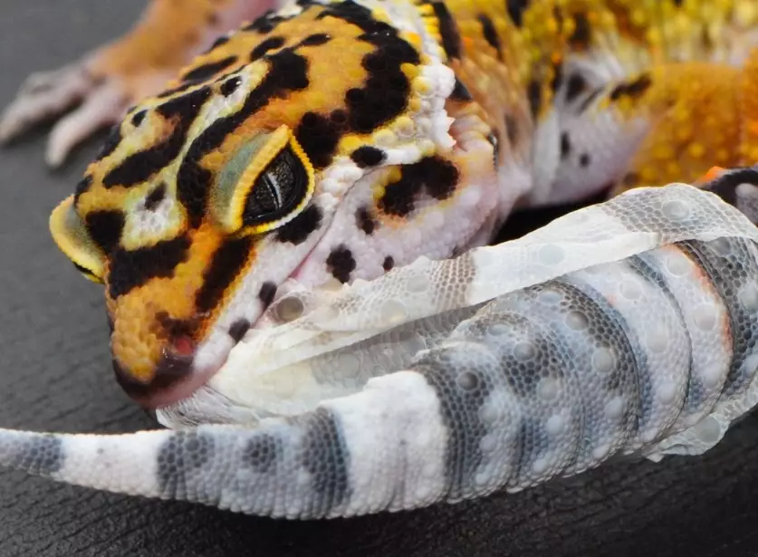 gecko tail swelling
