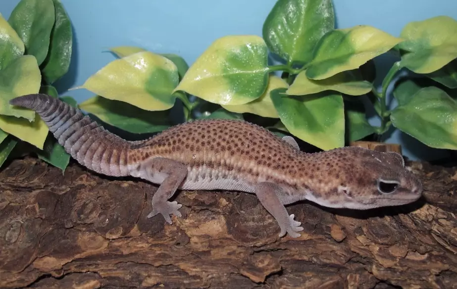 fat-tailed gecko growth