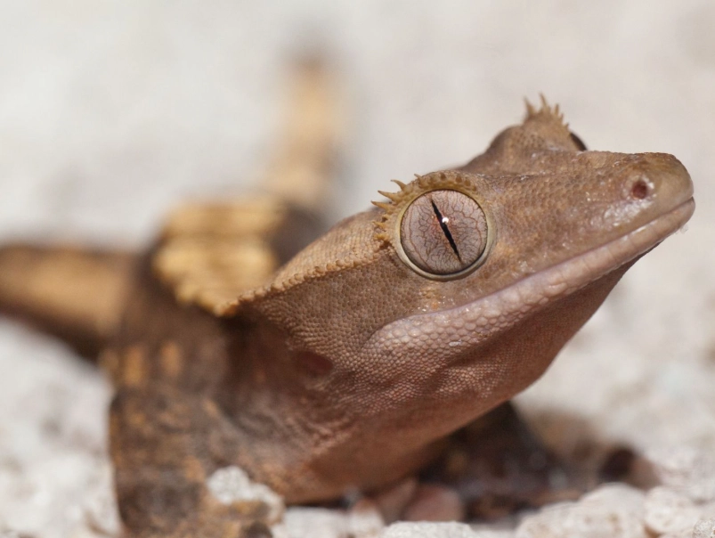 crested gecko weight