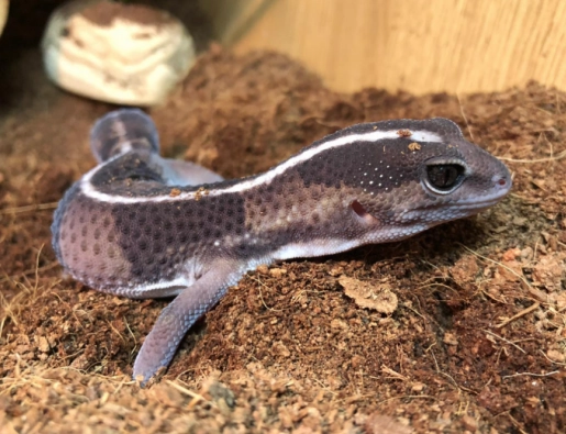 fat-tailed gecko habitat setup