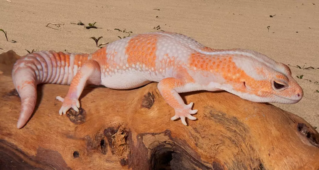 leopard gecko tail fat