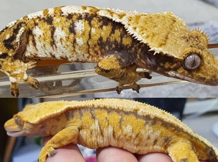 how long do crested geckos live how long do crested geckos live