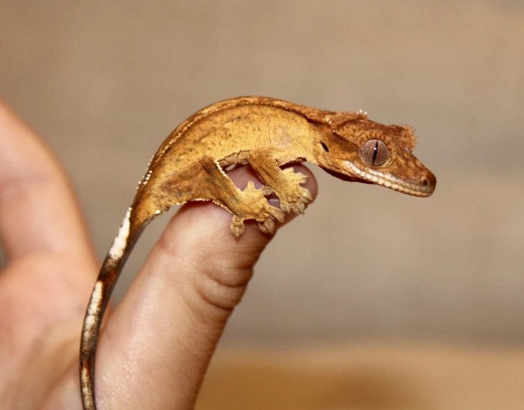 crested gecko care crested gecko care