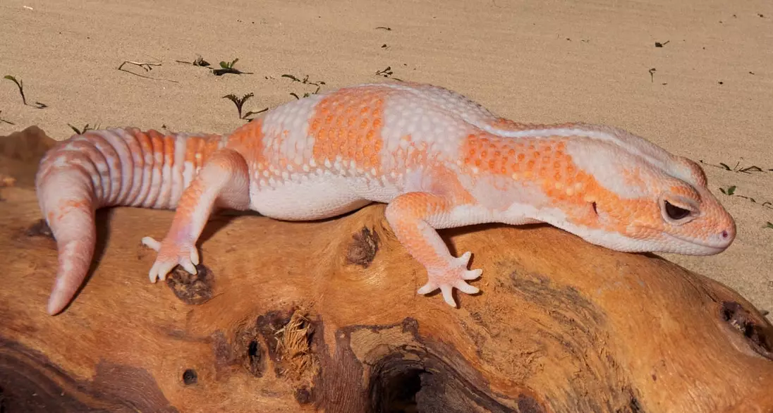 African fat-tailed gecko size