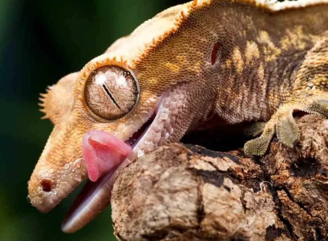 crested gecko size