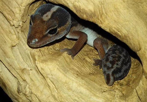 African fat-tailed gecko friendly