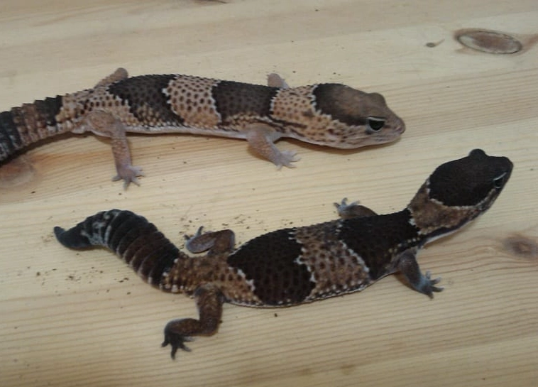 fat tail gecko health