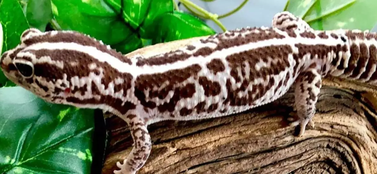 fat-tailed gecko habitat setup