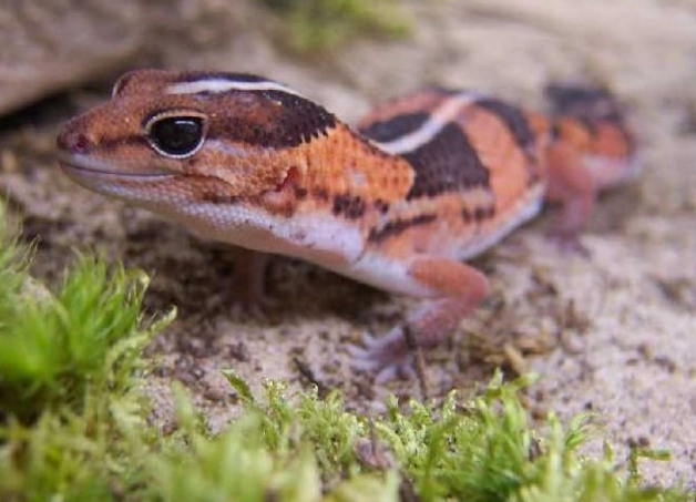 Hemitheconyx caudicinctus