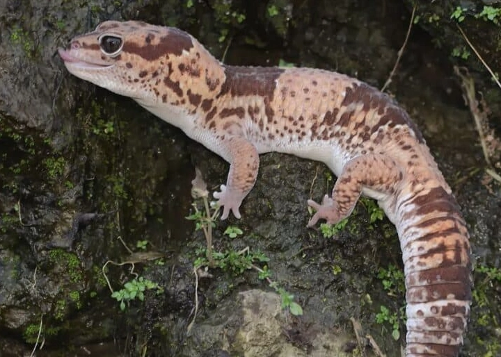 how big do geckos get