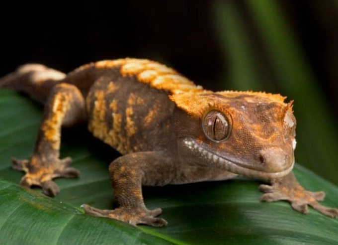 crested gecko lifespan crested gecko lifespan
