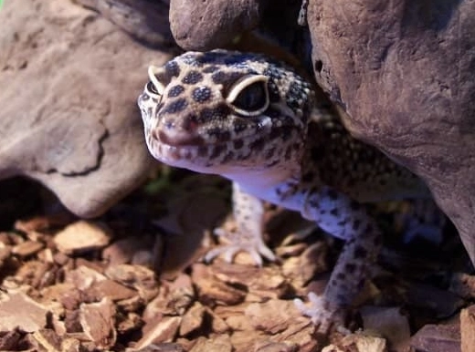 Hemitheconyx caudicinctus handling Hemitheconyx caudicinctus handling