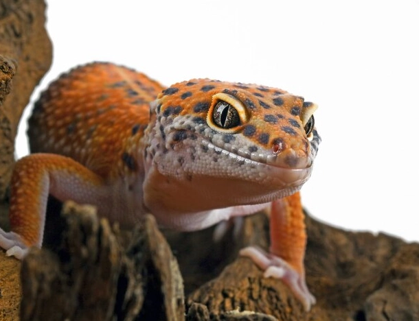 leopard gecko care tips
