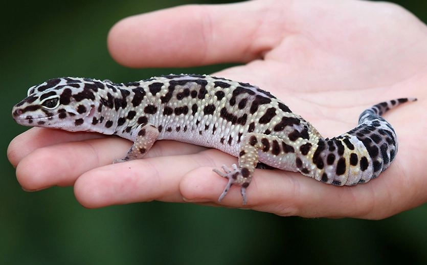 fat tailed gecko care
