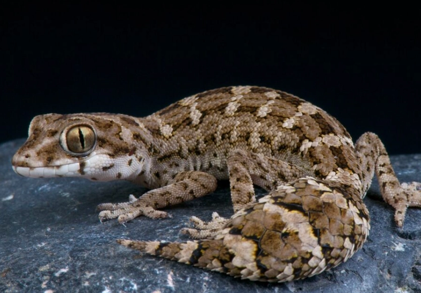 fat tailed gecko care