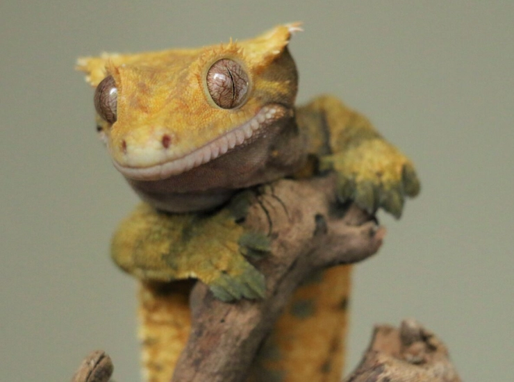 crested gecko handling